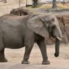 a large elephant walking across a dirt road