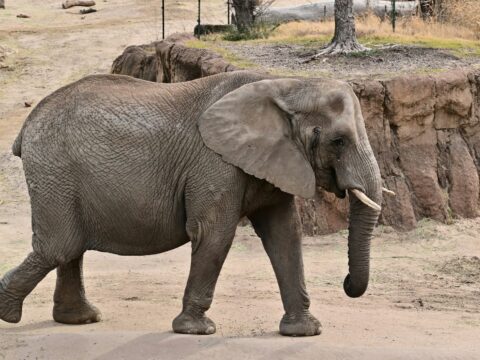 a large elephant walking across a dirt road