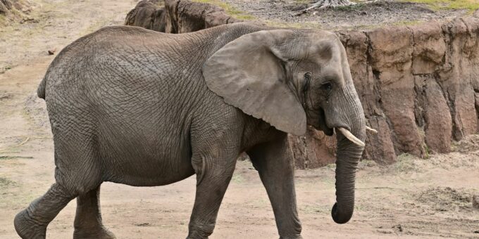 a large elephant walking across a dirt road