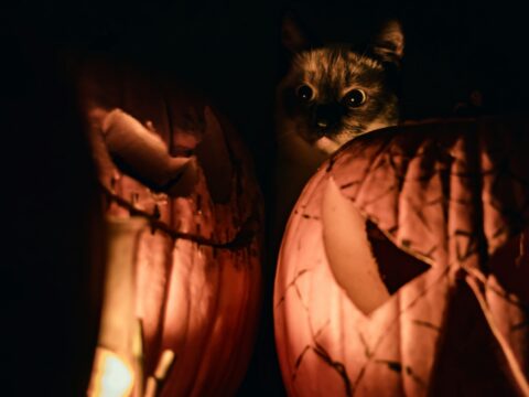 brown tabby cat on jack o lantern