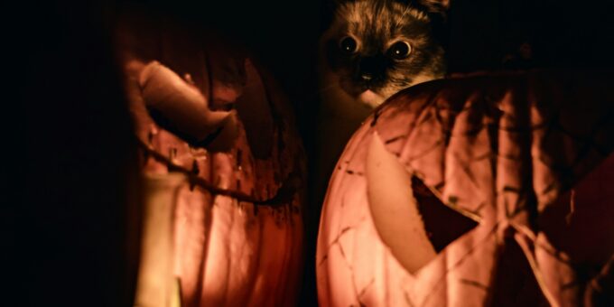 brown tabby cat on jack o lantern