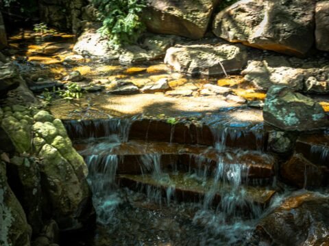 a stream of water running through a lush green forest